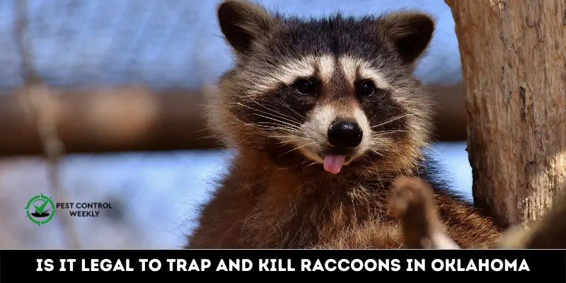 Is It Legal to Trap and Kill Raccoons in Oklahoma