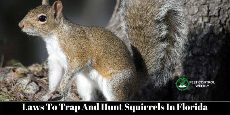 Laws To Trap And Hunt Squirrels In Florida