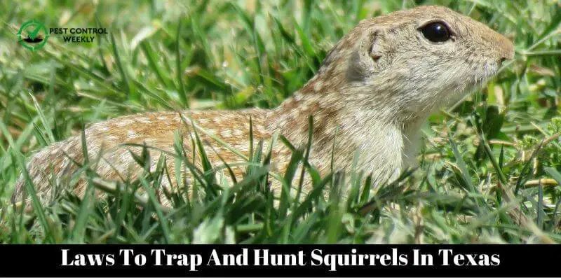 Laws To Trap And Hunt Squirrels In Texas