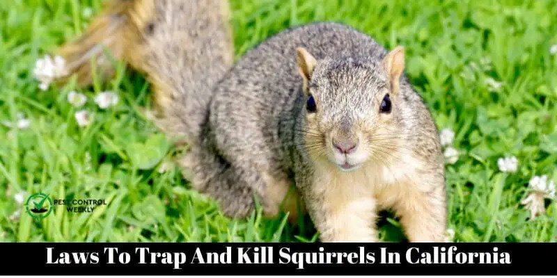 Laws To Trap And Kill Squirrels In California