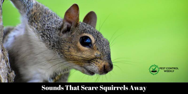 Sounds That Scare Squirrels Away