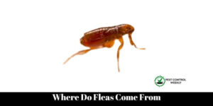 Where Do Fleas Come From