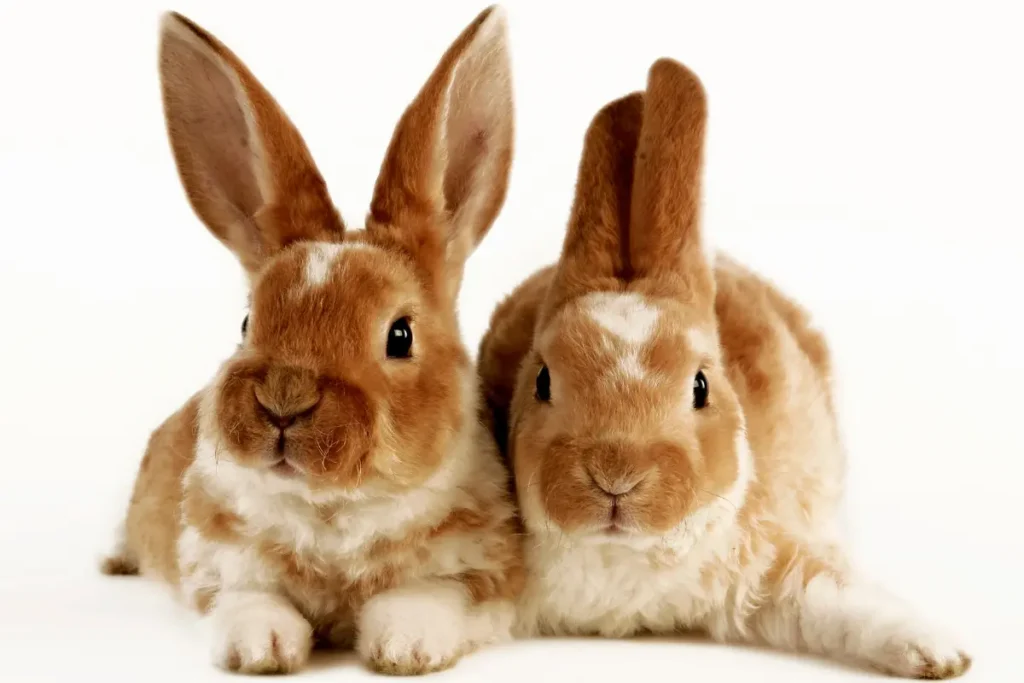 _rabbits