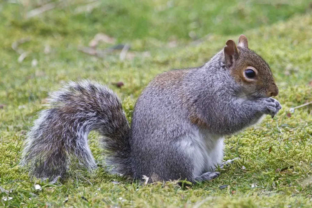 Do Grey Squirrels Come Out At Night