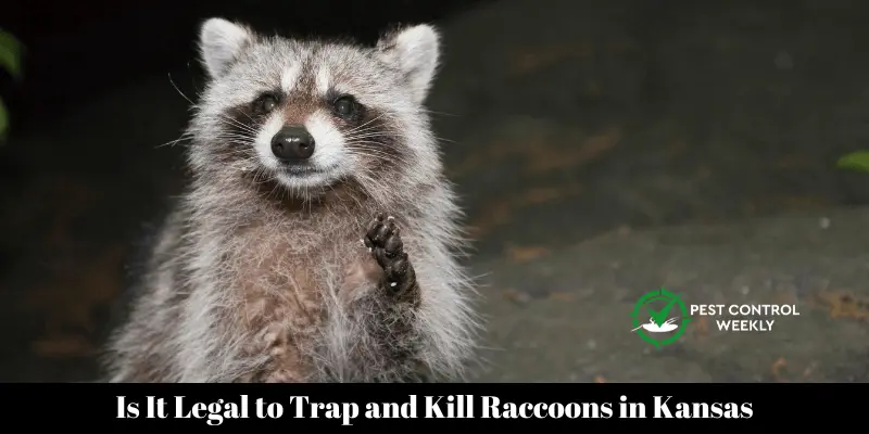 Is It Legal to Trap and Kill Raccoons in Kansas