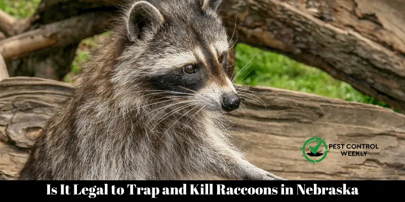 Is It Legal to Trap and Kill Raccoons in Nebraska