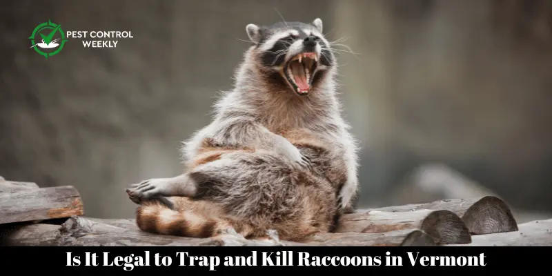 Is It Legal to Trap and Kill Raccoons in Vermont