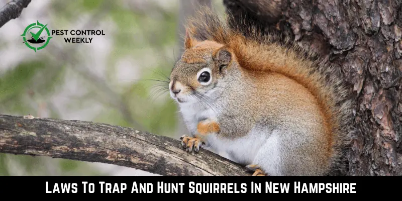 Laws To Trap And Hunt Squirrels In New Hampshire