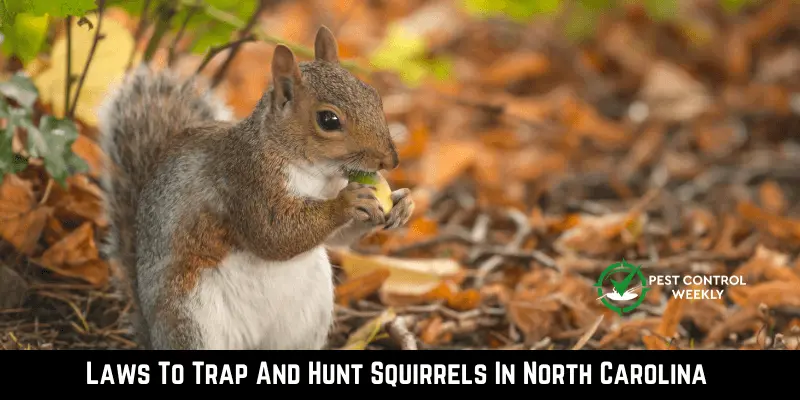 Laws To Trap And Hunt Squirrels In North Carolina 