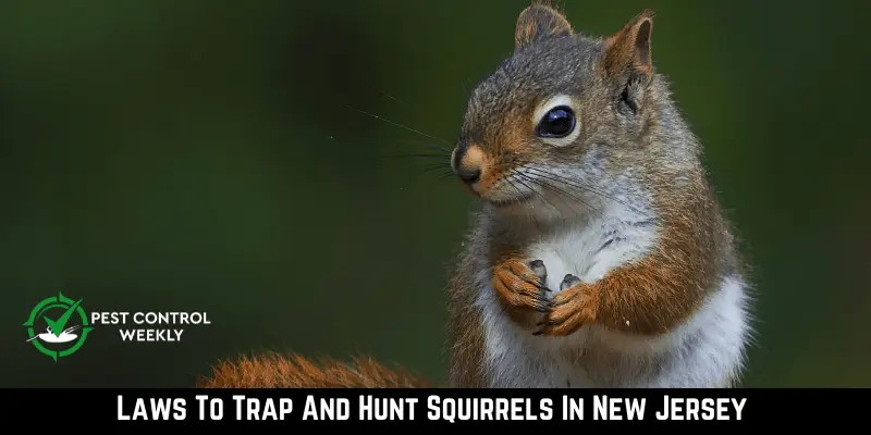 Laws To Trap And Hunt Squirrels In New Jersey 