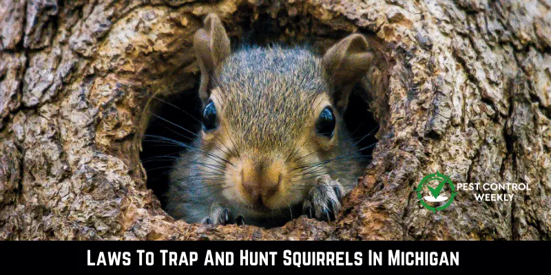 Laws To Trap And Hunt Squirrels In Michigan 