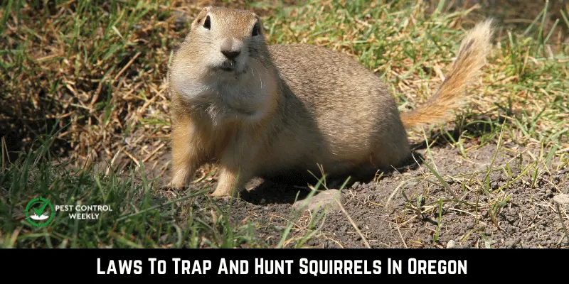 Laws To Trap And Hunt Squirrels In Oregon 