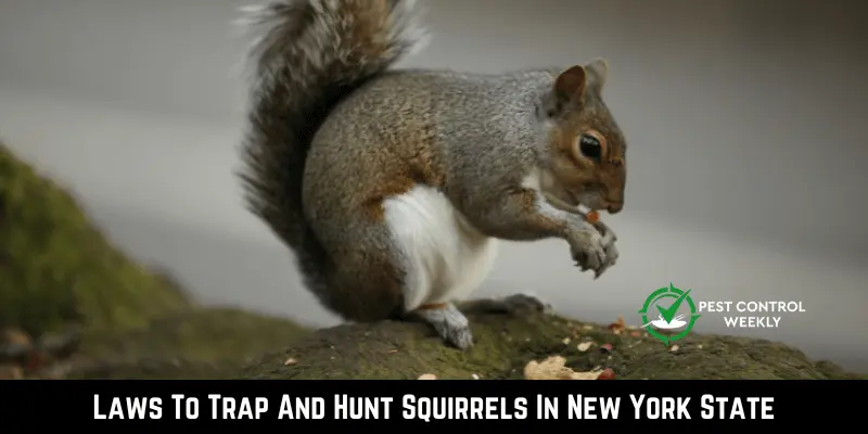 Laws To Trap And Hunt Squirrels In New York State