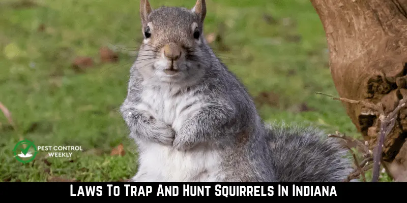 Laws To Trap And Hunt Squirrels In Indiana
