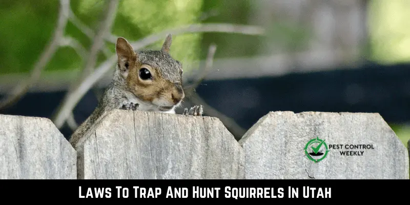 Laws To Trap And Hunt Squirrels In Utah