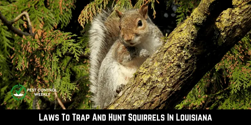 Laws To Trap And Hunt Squirrels In Louisiana