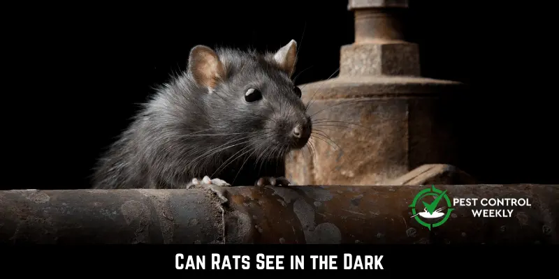 Can Rats See in the Dark