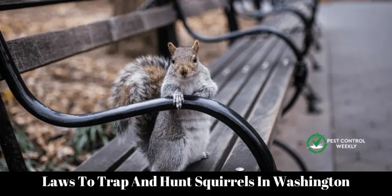 Laws To Trap And Hunt Squirrels In Washington