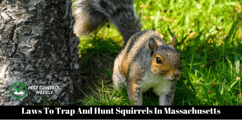 Laws To Trap And Hunt Squirrels In Massachusetts