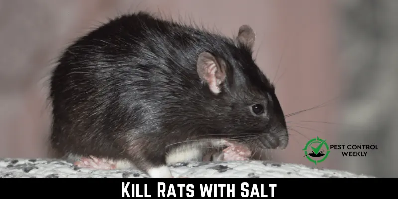 Kill Rats with Salt