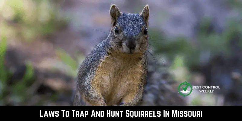 Laws To Trap And Hunt Squirrels In Missouri