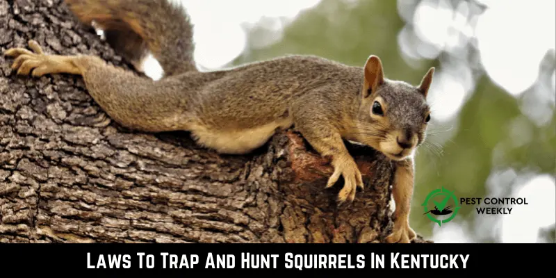 Laws To Trap And Hunt Squirrels In Kentucky