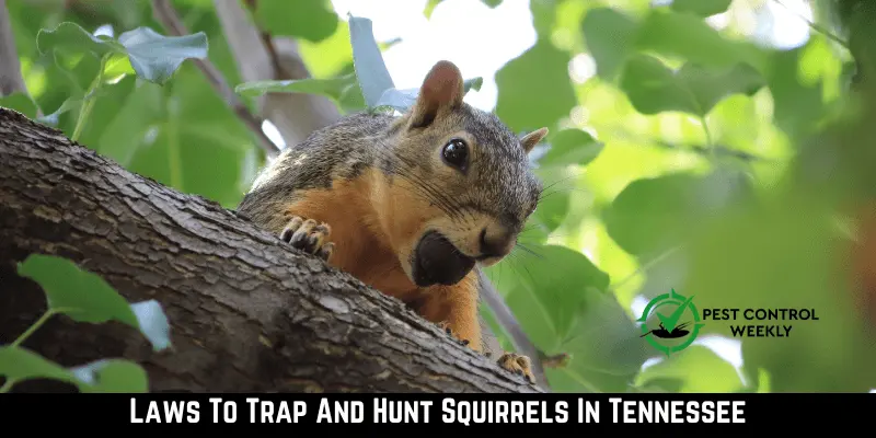 Laws To Trap And Hunt Squirrels In Tennessee