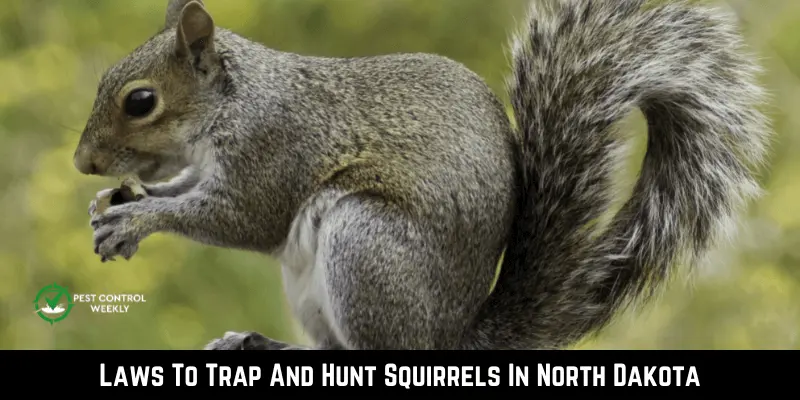 Laws To Trap And Hunt Squirrels In North Dakota