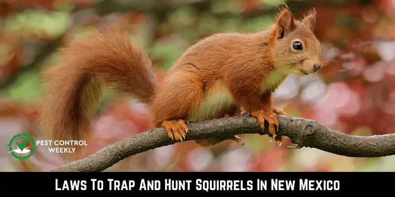 Laws To Trap And Hunt Squirrels In New Mexico