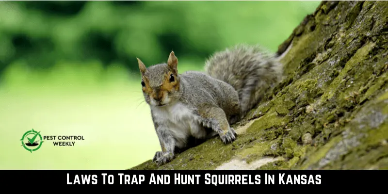 Laws To Trap And Hunt Squirrels In Kansas