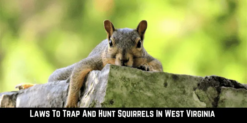 Laws To Trap And Hunt Squirrels In West Virginia 
