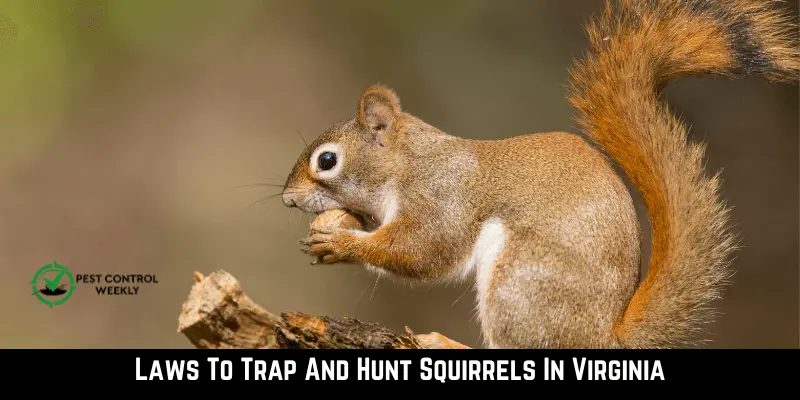 Laws To Trap And Hunt Squirrels In Virginia