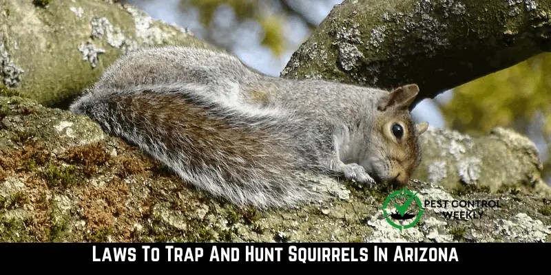 Laws To Trap And Hunt Squirrels In Arizona