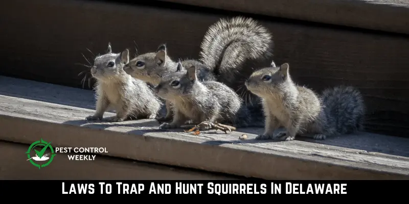 Laws To Trap And Hunt Squirrels In Delaware