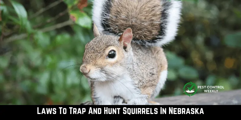 Laws To Trap And Hunt Squirrels In Nebraska