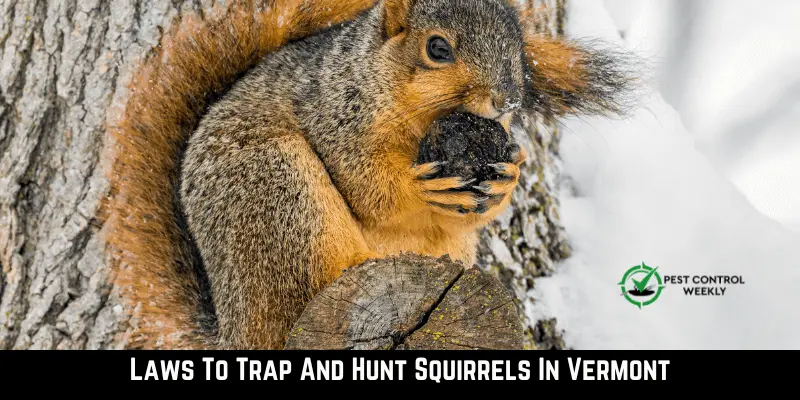 Laws To Trap And Hunt Squirrels In Vermont