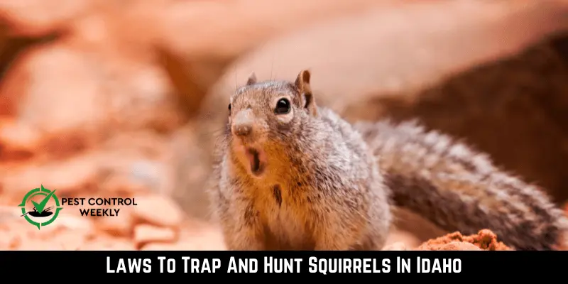 Laws To Trap And Hunt Squirrels In Idaho