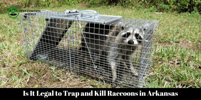 Is It Legal to Trap and Kill Raccoons in Arkansas