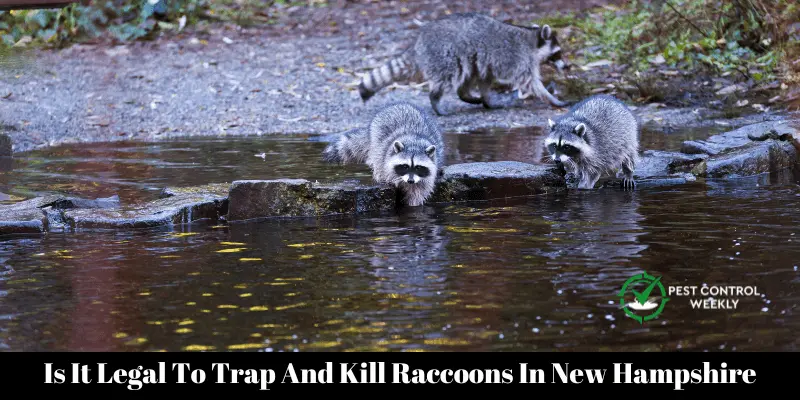Is It Legal To Trap And Kill Raccoons In New Hampshire