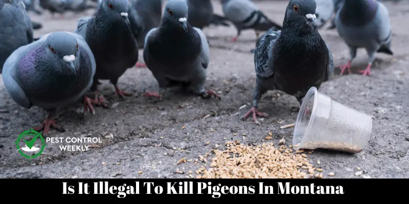 Is It Illegal To Kill Pigeons In Montana 