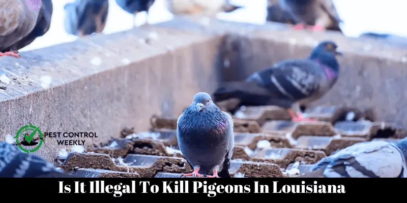 Is It Illegal To Kill Pigeons In Louisiana 