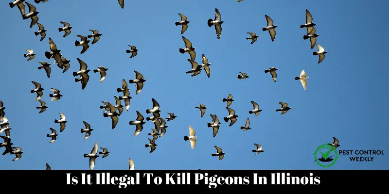 laws To Kill Pigeons In Illinois 