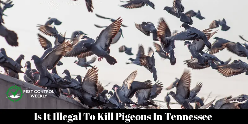 Is It Illegal To Kill Pigeons In Tennessee 