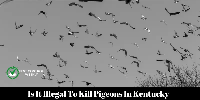Is It Illegal To Kill Pigeons In Kentucky  