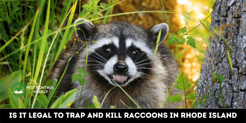 Is It Legal To Trap And Kill Raccoons In Rhode Island