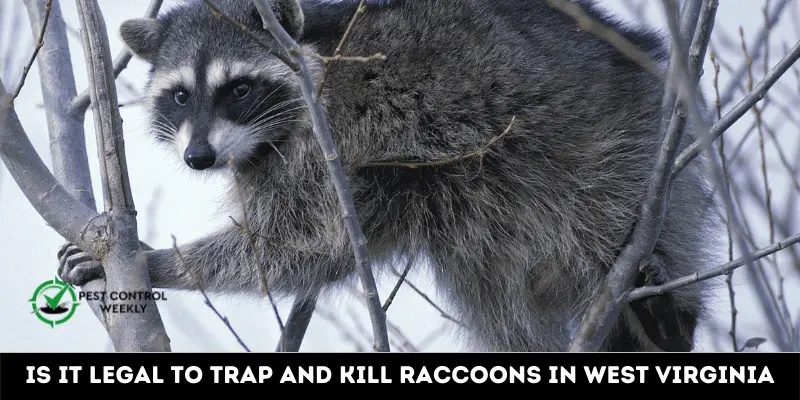 Is It Legal To Trap And Kill Raccoons In West Virginia
