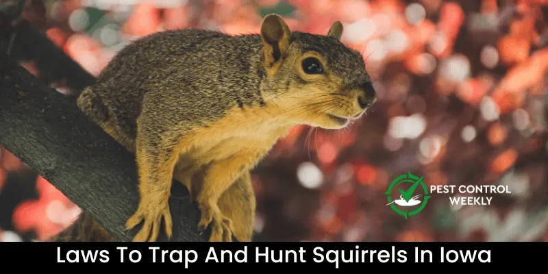 Laws To Trap And Hunt Squirrels In Iowa