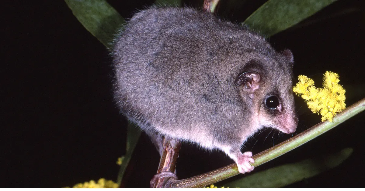 Tasmanian-Pygmy-Possum