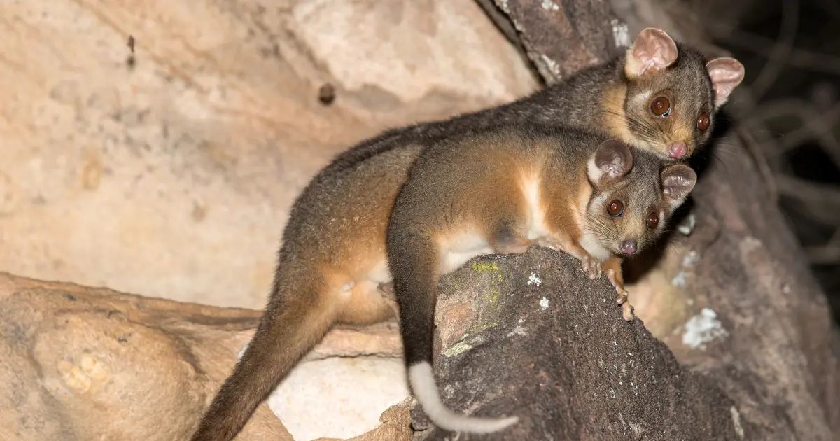 Rock-Haunting Ringtail Possum
