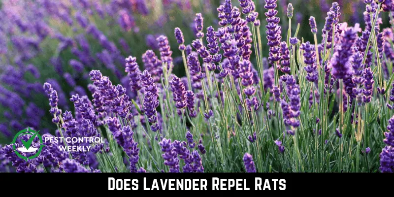 Does Lavender Repel Rats